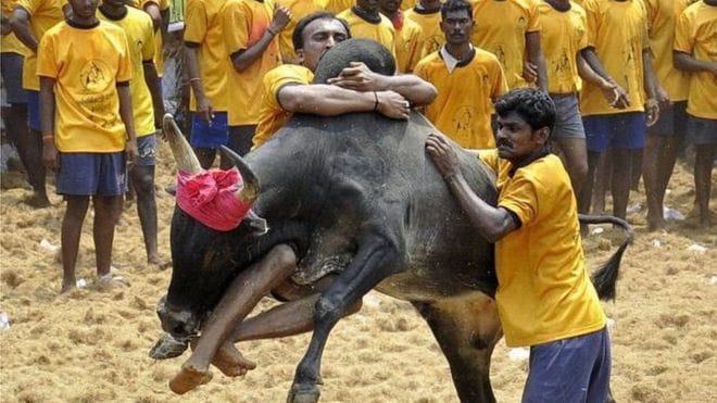 if ban on jallikattu will continue then breed of bull will be in danger