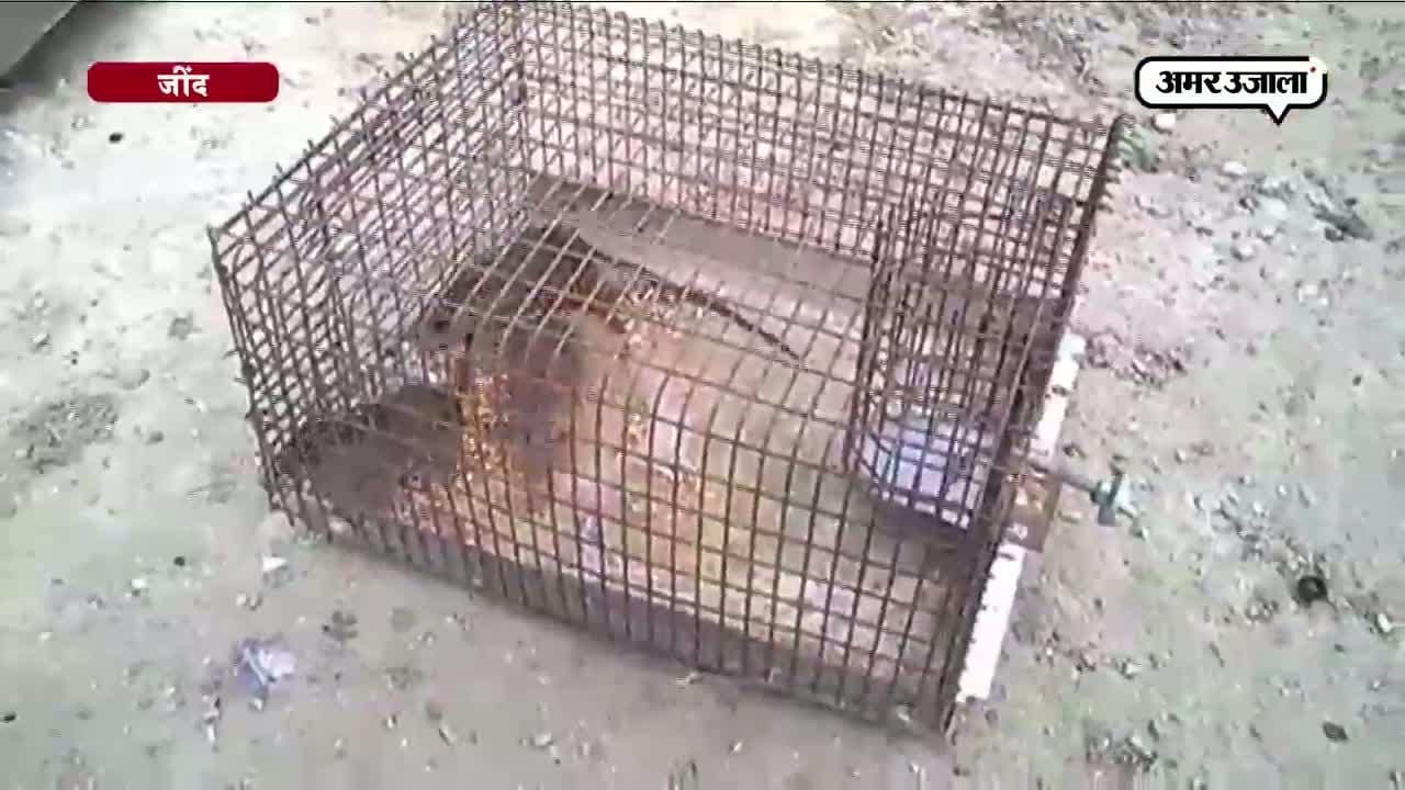 चुहा