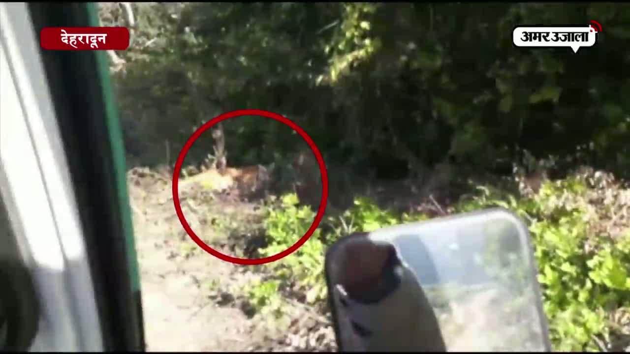 टाइगर अटैक