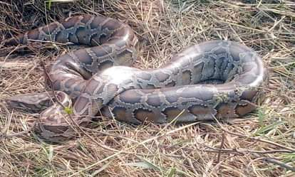 VIDEO: Forest officials rescue python from school premises