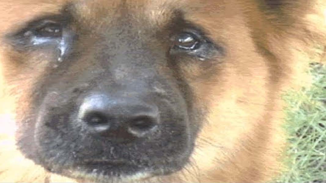 dog killer must now surrender in court