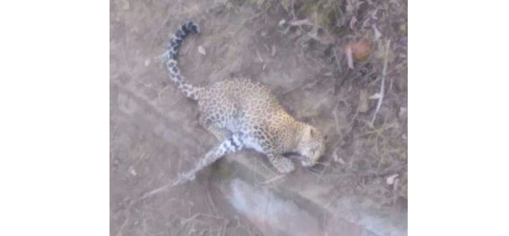 leopard trapped in una himachal pradesh