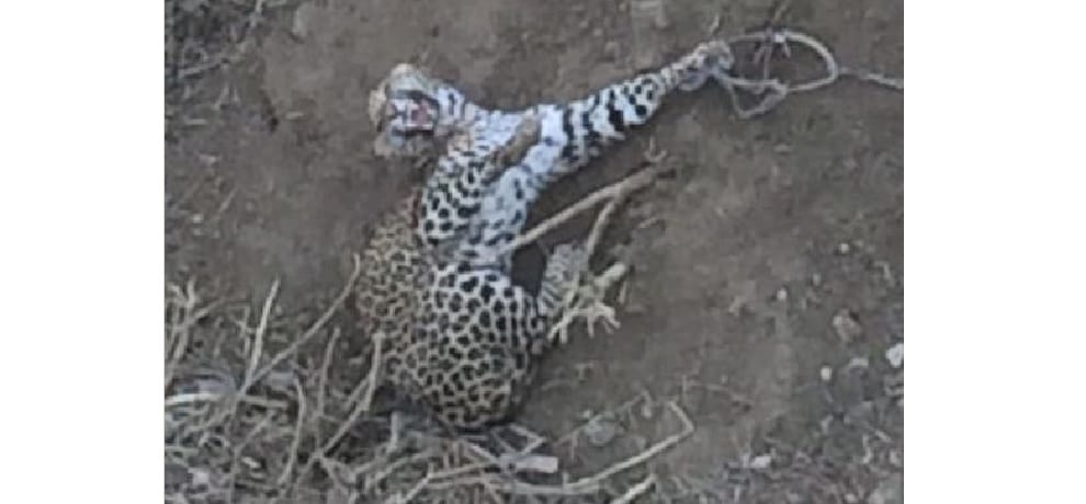The order to kill leopard