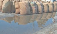 its raining, weather, wheat crops, farmer happy, kaithal