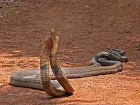see a weird shiv temple, where snakes dont bite, haryana news