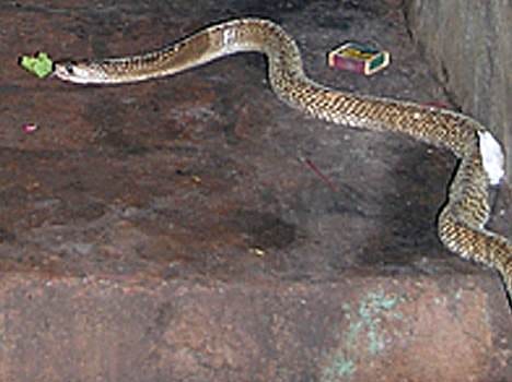 see a weird shiv temple, where snakes dont bite, haryana news