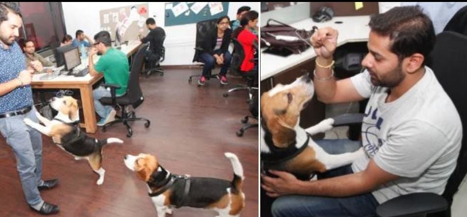 Here is the place in country, where dog do welcome 
