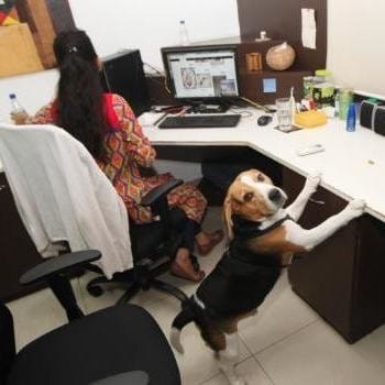 Here is the place in country, where dog do welcome 