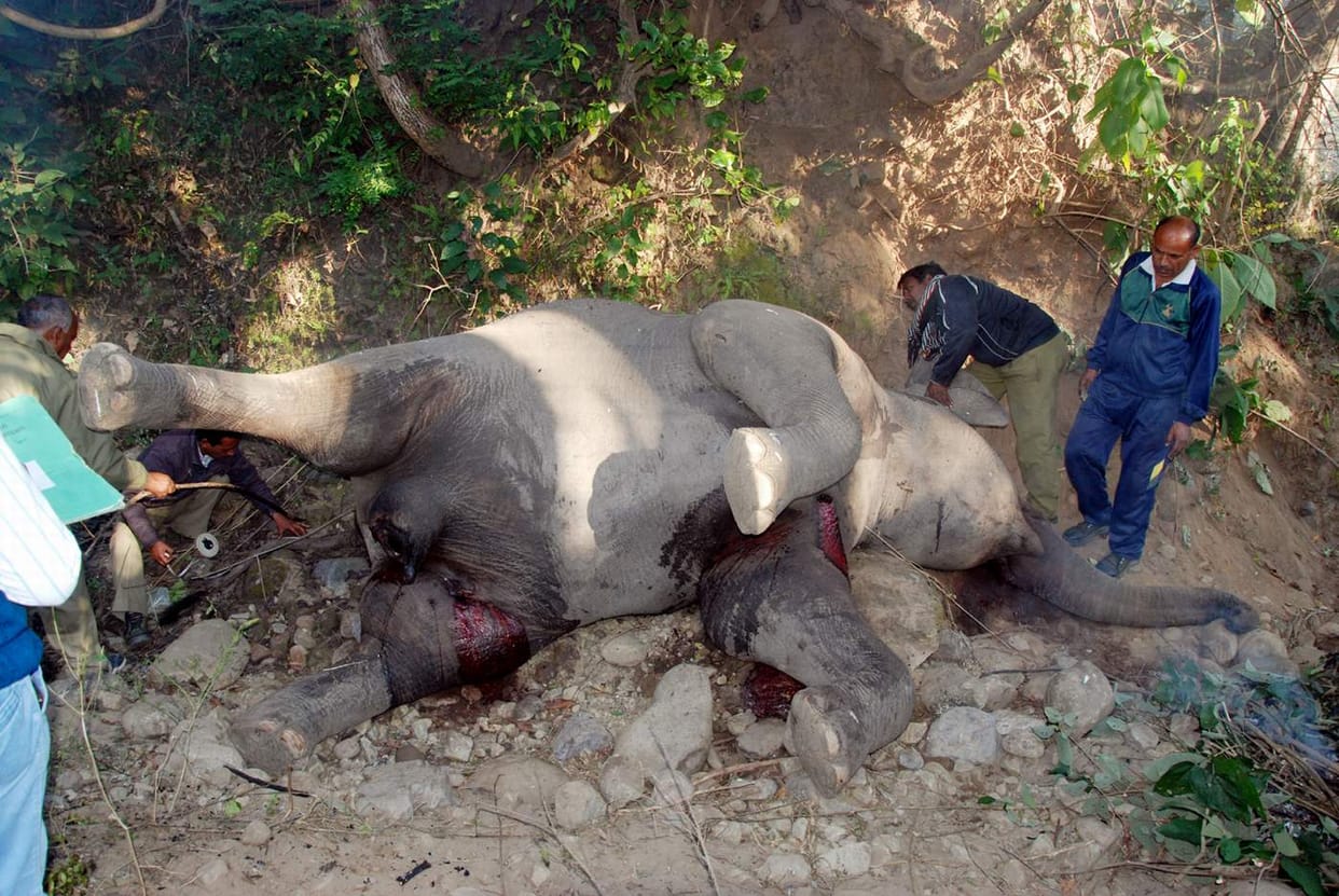  Conflict resulted in the death of a pregnant elephant