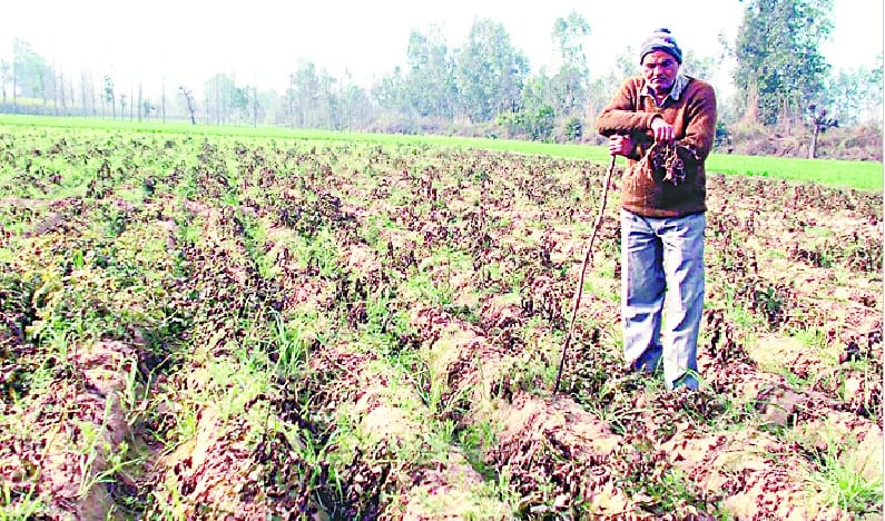 potato crop