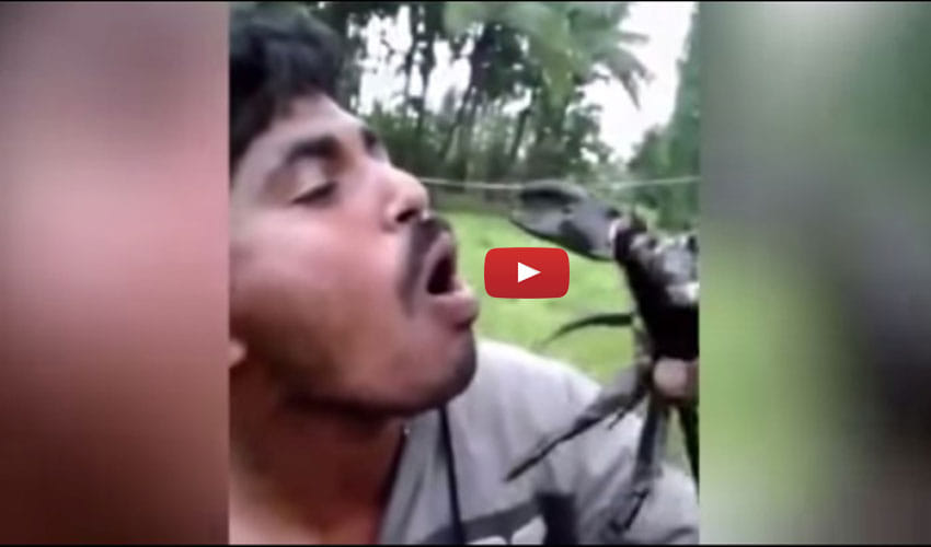 A Crab Caught Man's Tongue As Adventure Goes Horribly Wrong