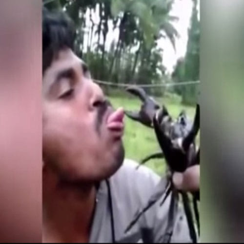 A Crab Caught Man's Tongue As Adventure Goes Horribly Wrong