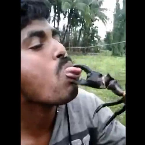A Crab Caught Man's Tongue As Adventure Goes Horribly Wrong