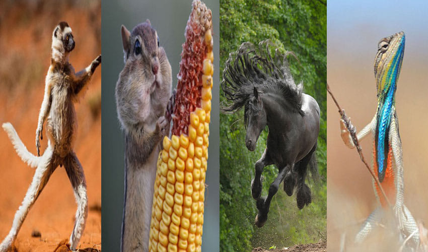 These Pictures Of Animals Will Make You Go ROFL
