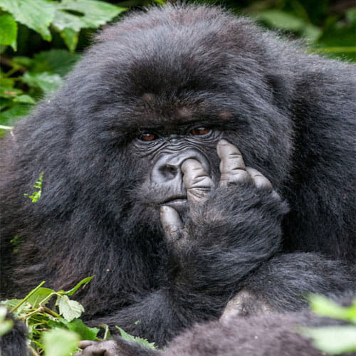 These Pictures Of Animals Will Make You Go ROFL
