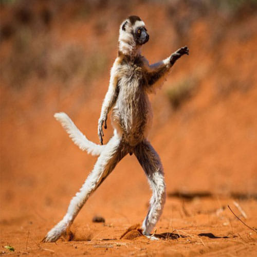 These Pictures Of Animals Will Make You Go ROFL