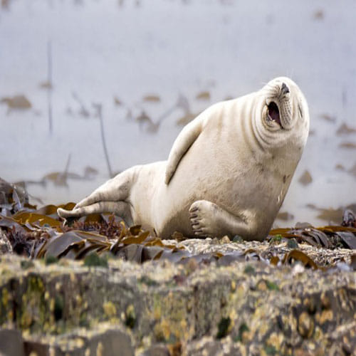These Pictures Of Animals Will Make You Go ROFL