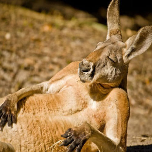 These Pictures Of Animals Will Make You Go ROFL
