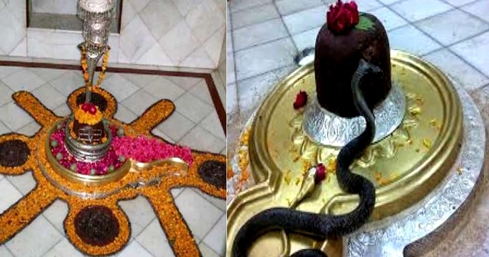 see a weird shiv temple, where snakes dont bite, haryana news