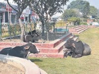 Ashiana unclaimed cattle mogul made canal park, Karnal