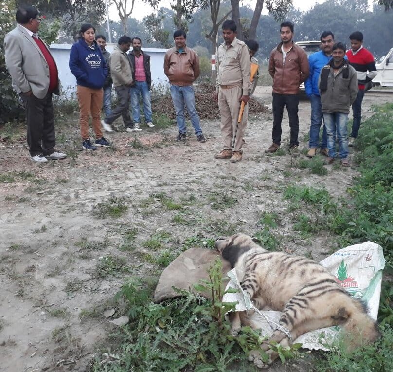 Forest stray hyena The villagers boarded handle