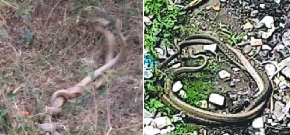 Never seen such a snake story,  roadside thrilled people