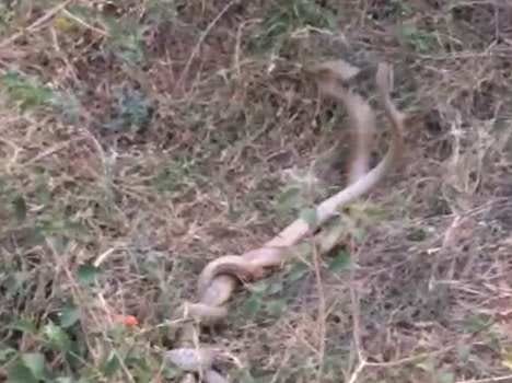 Never seen such a snake story,  roadside thrilled people