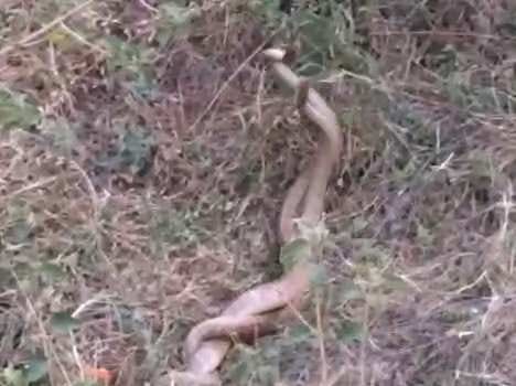 Never seen such a snake story,  roadside thrilled people