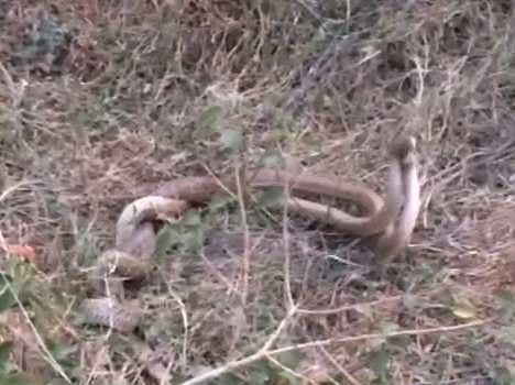 Never seen such a snake story,  roadside thrilled people