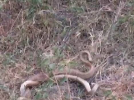 Never seen such a snake story,  roadside thrilled people