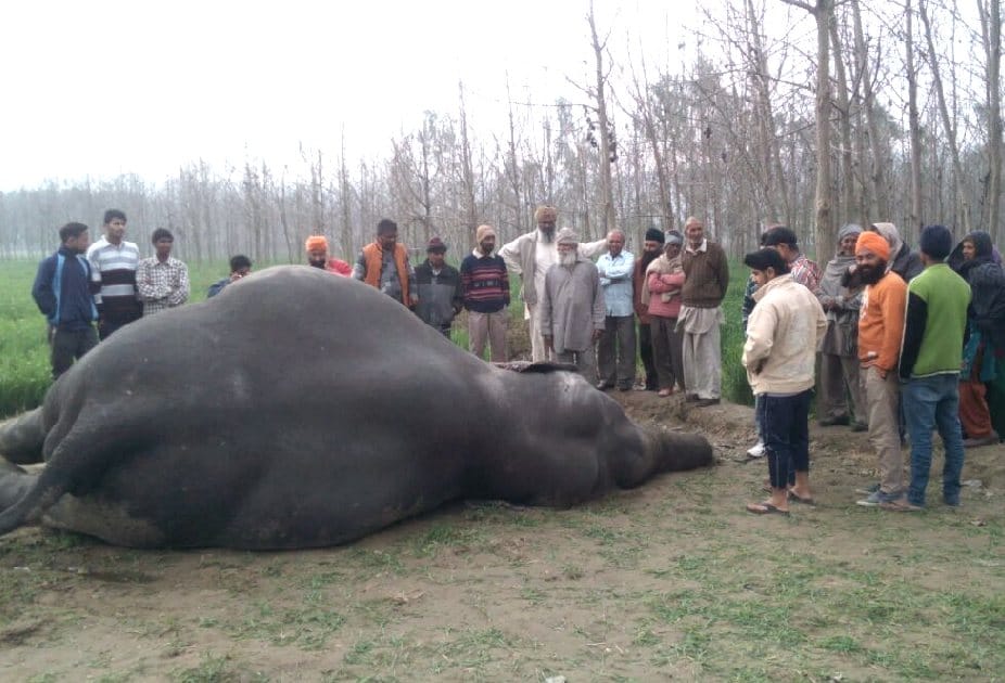 two elephant cut from train