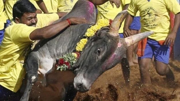 Markandeya Katju's statement on Jallikattu  "The animal is not a human being'