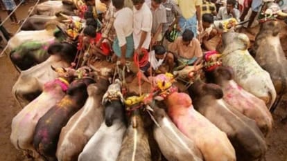 Markandeya Katju's statement on Jallikattu  "The animal is not a human being'