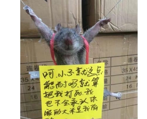 mouse hanged in china by a shop owner