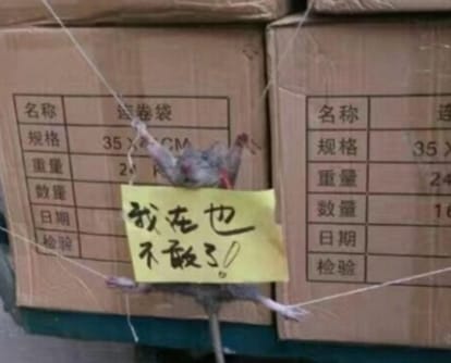 mouse hanged in china by a shop owner