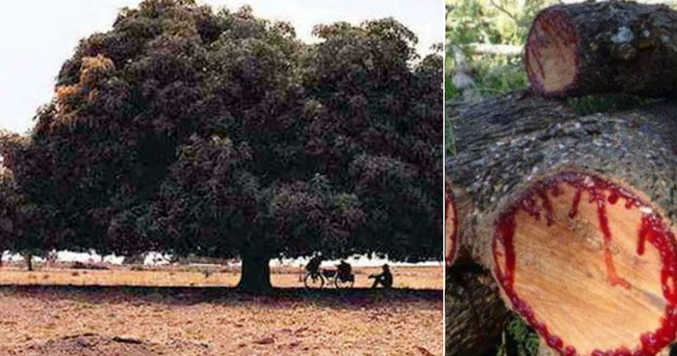 unique mango tree of blood was at haryana implanted during third war of panipat, amazing story