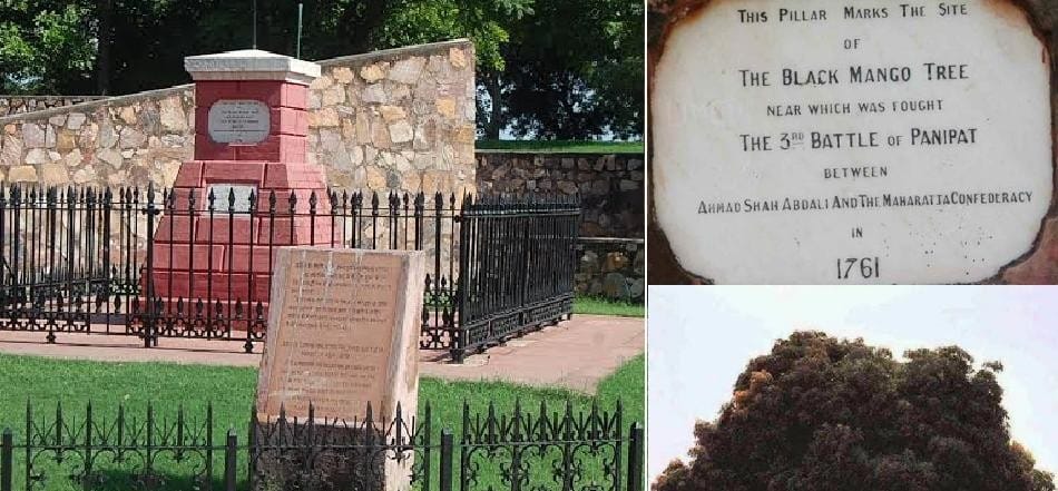 unique mango tree of blood was at haryana implanted during third war of panipat, amazing story