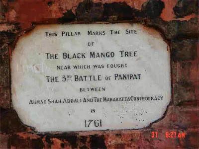 unique mango tree of blood was at haryana implanted during third war of panipat, amazing story