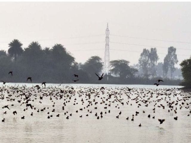 Was buzzing with birds Bird Sanctuary