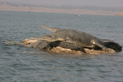 Chambal ravines free from dacoits are occupied by aligators