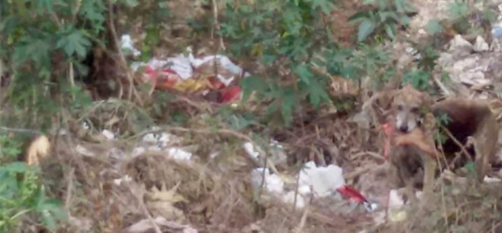 boy dead body parts found in dog mouth at panchkula railway track