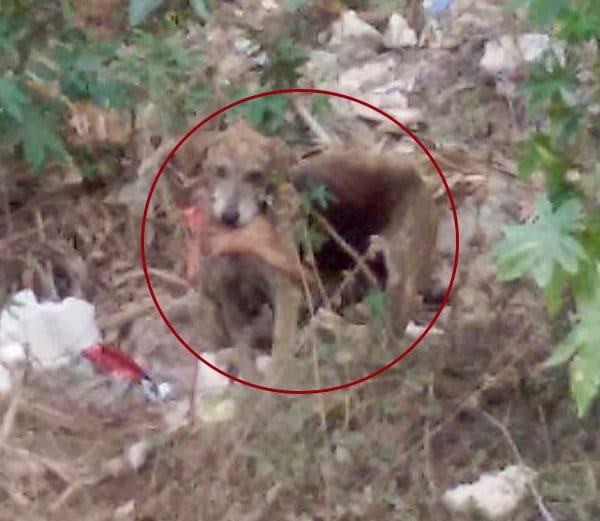 boy dead body parts found in dog mouth at panchkula railway track