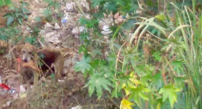 boy dead body parts found in dog mouth at panchkula railway track