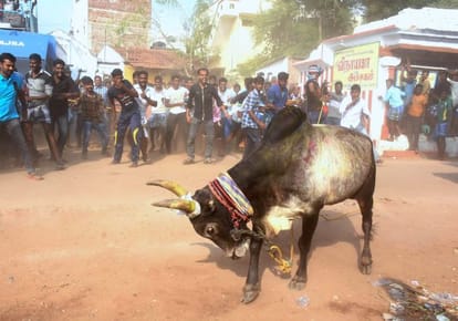  SC told to the government notification issued  in 2016 on Jallikattu will be back 