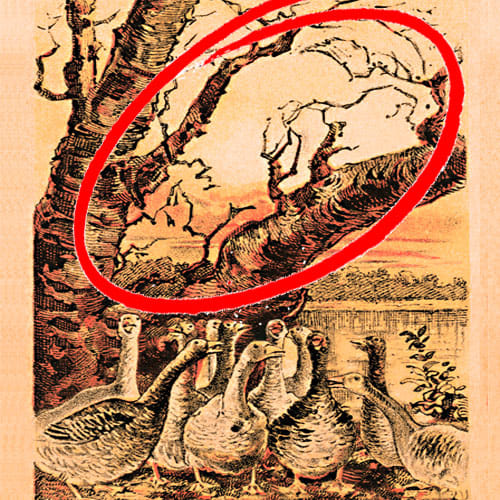 Find Fox Hidden In This Picture