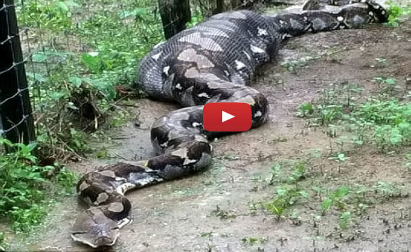 A Big Python Found In A Village In Malaysia