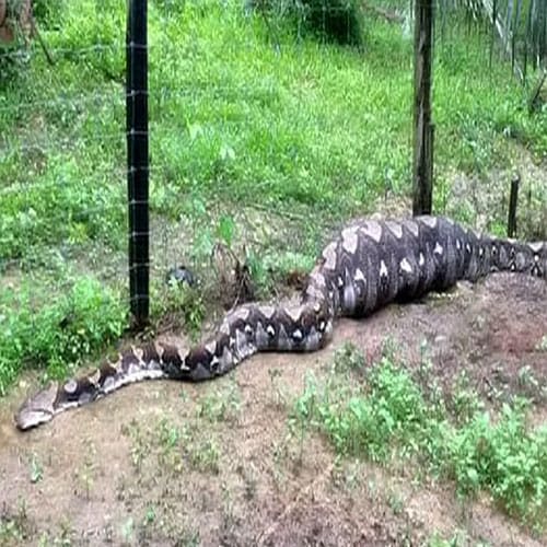 A Big Python Found In A Village In Malaysia