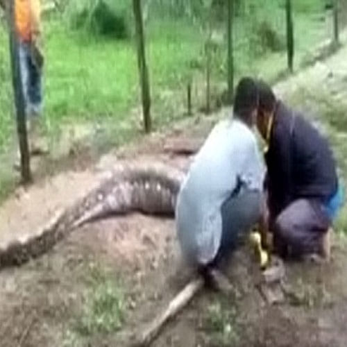 A Big Python Found In A Village In Malaysia