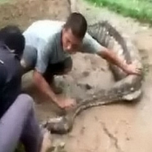 A Big Python Found In A Village In Malaysia