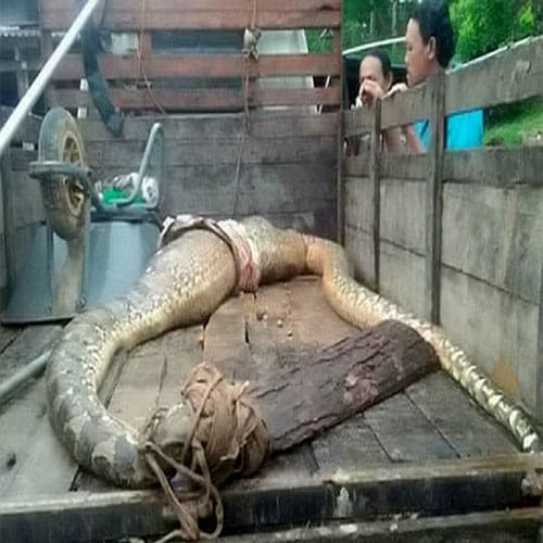 A Big Python Found In A Village In Malaysia